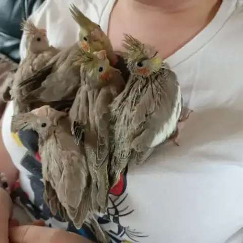 Bébé Calopsittes