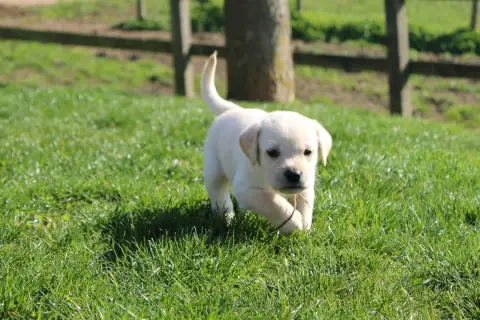 Labrador Retriever  Collier Marron Of The Little Snow b9286 photo 3