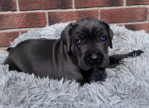 Cane Corso