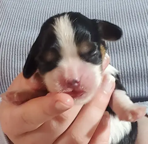 Cavalier King Charles Spaniel  Chiot N°3 Du Domaine D 44b77