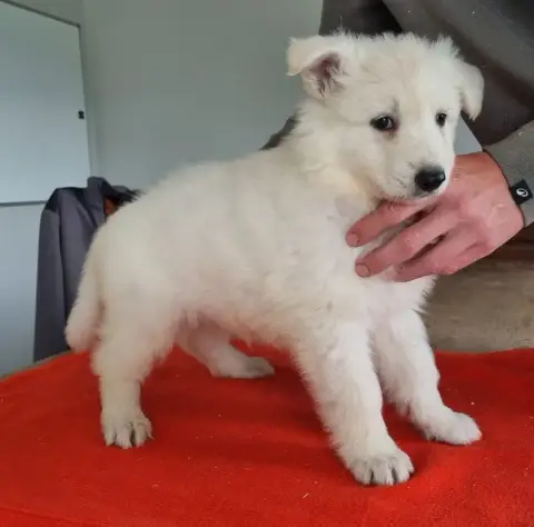 Berger Blanc Suisse  Chiot N°3 Des Hirondelles Du Voy eca4b photo 2