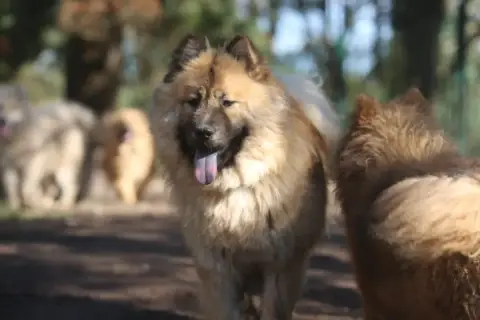 Eurasier  Leia Du Royaume D'Ebène photo 2