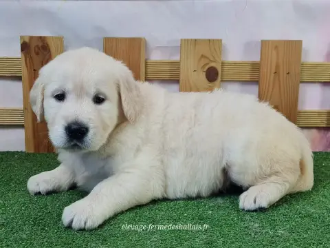 Golden Retriever  Belladone Du Mont De La Chenaie photo 3