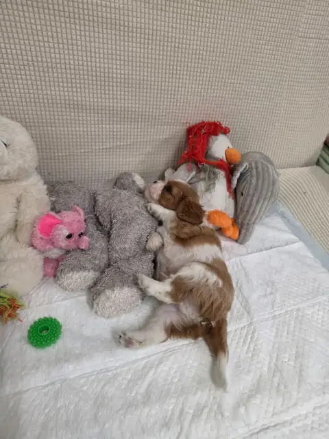 Cavalier King Charles Spaniel  Collier Bleu Des Sente 6183c photo 3