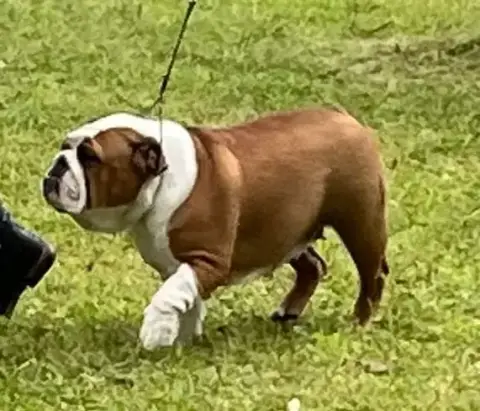 Bulldog Anglais  Barth photo 2