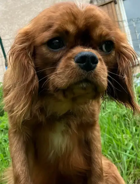 Cavalier King Charles Spaniel  Anselme Du Mont D'Amou 1c6ad photo 2
