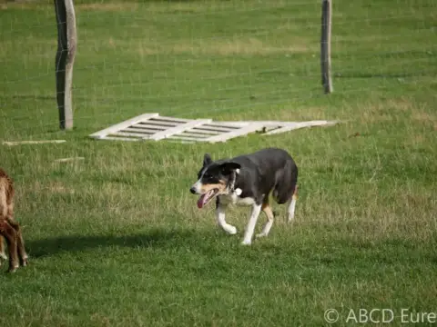 Border Collie  Blueberry House Of Fever Spirit photo 3