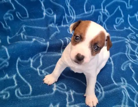 Jack Russell Terrier  Chiot 2 De L'Etang De Rochefort b47e4