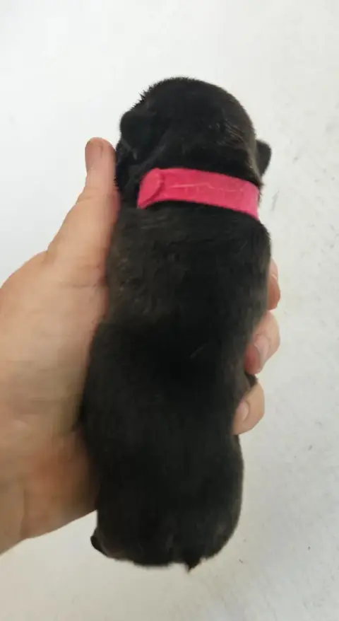Bouledogue Français  Collier Fushia De L' Alzine De S 26be1