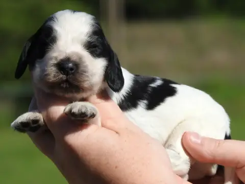 Cocker Spaniel Anglais  Mâle Bleu Du Clos De La Majes e625b