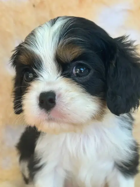 Cavalier King Charles Spaniel  Chiot N°2 D'Ysatis