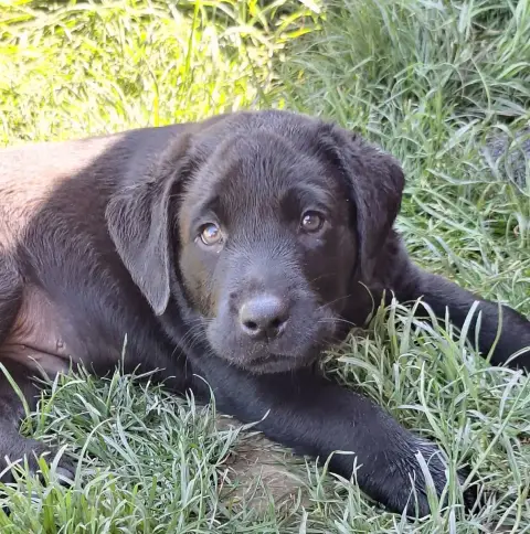Labrador Retriever  Collier Bleu Fleuri Les Petits An 79ac1