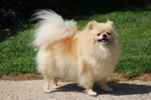 Spitz Allemand  Bucky De L'Ile Aux Bouts De Choux photo 3