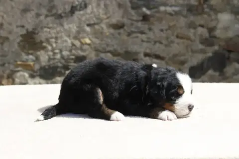 Bouvier Bernois  Chiot 6 De La Vallée De L'Hyrome photo 2