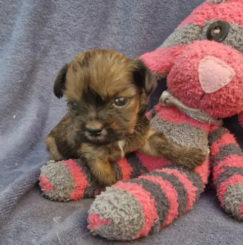 Lhassa Apso  Chiot N°1 Des Contes De Gwelane