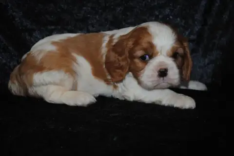 Cavalier King Charles Spaniel  Brioche De La Colline  1d55f