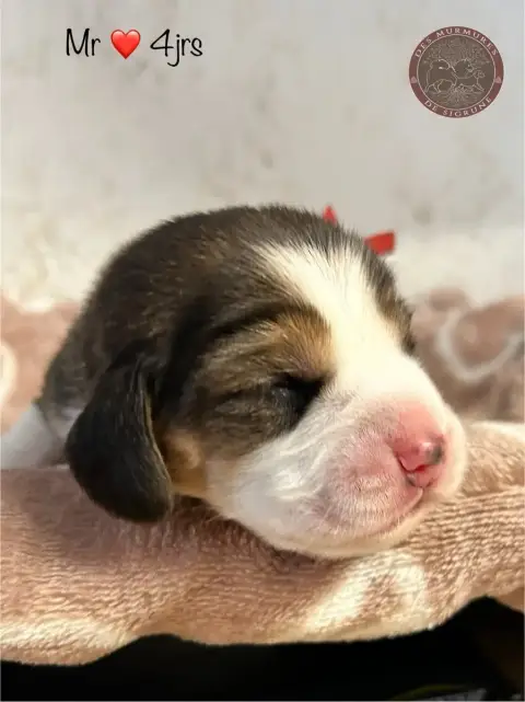 Beagle  Mr Rouge Des Murmures De Sigrune