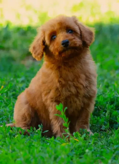 Caniche  Chiot Nain Fauve