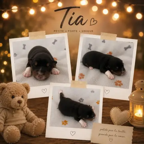 Berger Américain Miniature  Tia Du Domaine Des Belles 9eaa1
