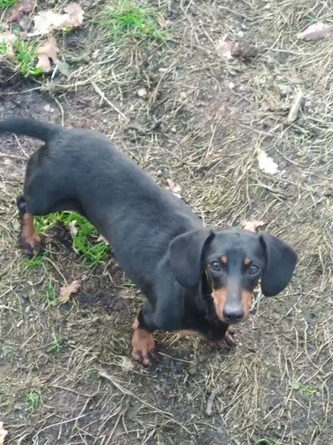 Teckel Poil Ras  Chiot N°4 photo 3