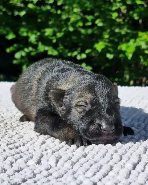 Berger Allemand  Chiot 5 Des Trésors Du Maquis
