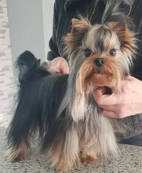 Yorkshire Terrier  Chiot N°2 Du Domaine De La Vallée  4e646