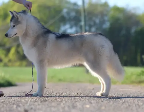 Siberian Husky  Avatar Sully De Daybreak Northern photo 3