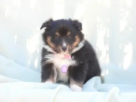 Shetland Sheepdog  Chiot N°4 Du Sapin Vert