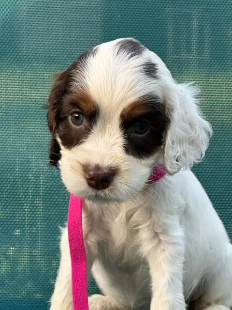 Cocker Spaniel Anglais  Côlier Fuchsia De L'Empereur  c7e95 photo 2