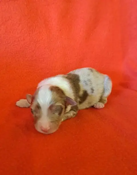 Berger Australien  Chiot 4 De La Pierre Du B'Ressieux 3505d