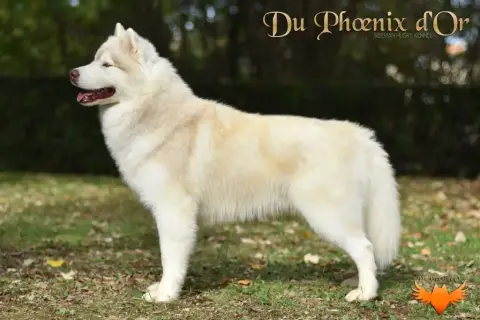 Siberian Husky  Collier Orange De L'Étoile Sibérienne 032e4 photo 2