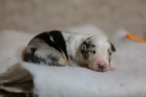 Berger Australien  Bella Tchao Of The Rainbow Goose S fafa2 photo 2