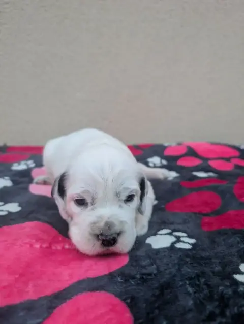 Setter Anglais  Chiot 3 Des Sentiers De La Douyne