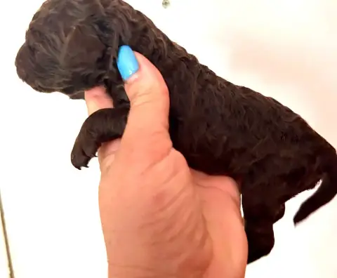 Caniche  Chiot 1 Du Coeur Des Terres