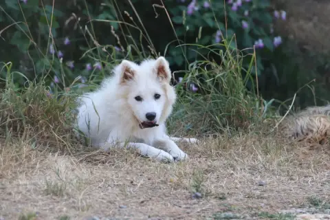 Spitz Japonais 
                        Bouko Der Len e90f7 photo 2