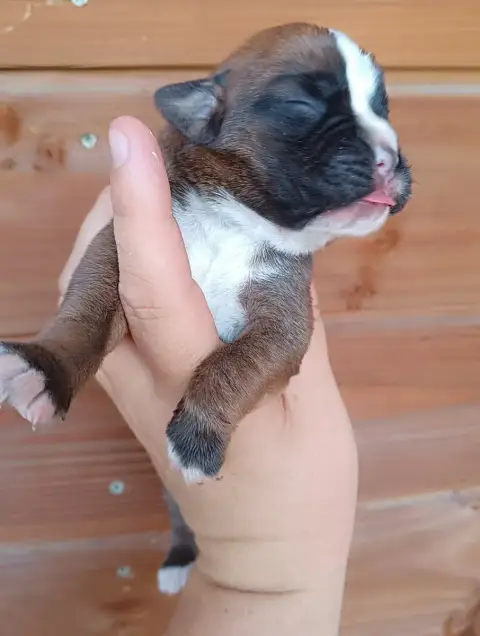 Adopter Boxer 
                        Chiot 1 Des Gardiens D 9ad52