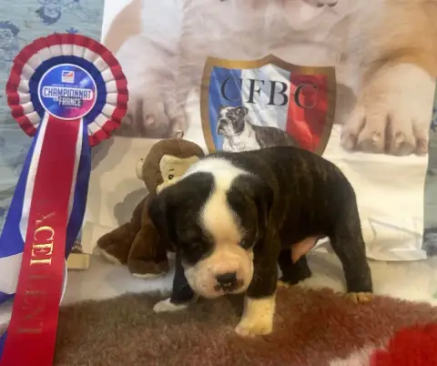 Bulldog Continental  Boule De Flipper De La Roche De  1210f photo 2