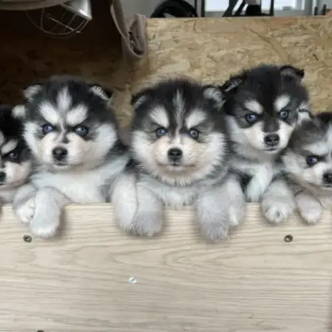 Élevage Familial My Tiny Pomsky