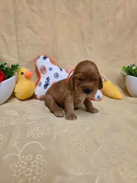 Cocker Spaniel Anglais 
                        B.... 134b0