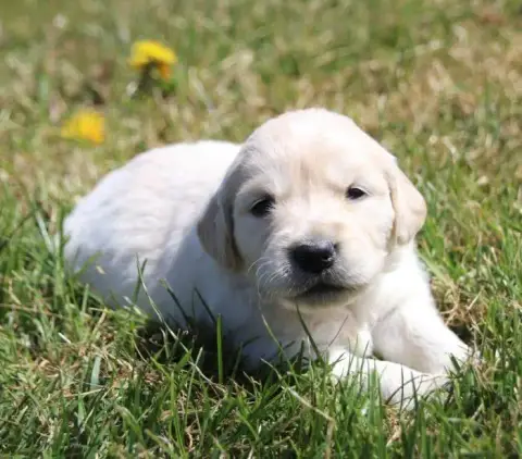 Golden Retriever  Collier Rose De La Lisardière