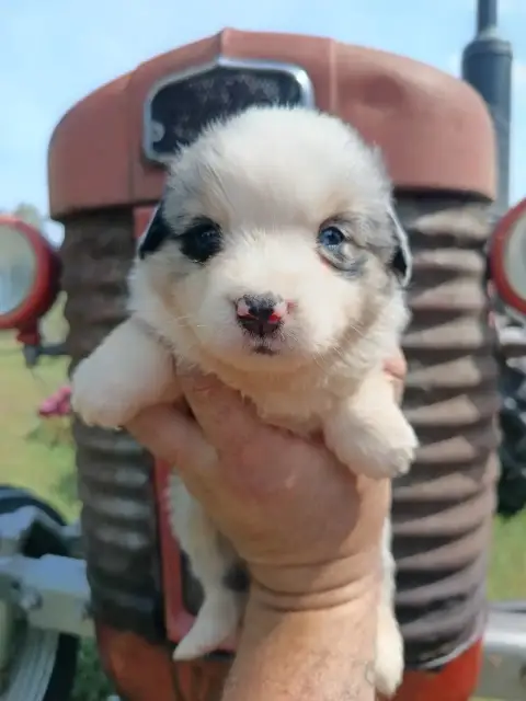 Berger Américain Miniature  Bleu Merle Raton Du Chale b7a77