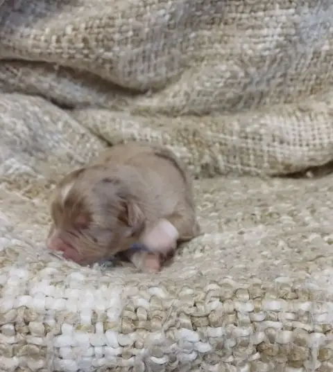 Berger Américain Miniature  Chiot N°2 Du Domaine De L ff58f