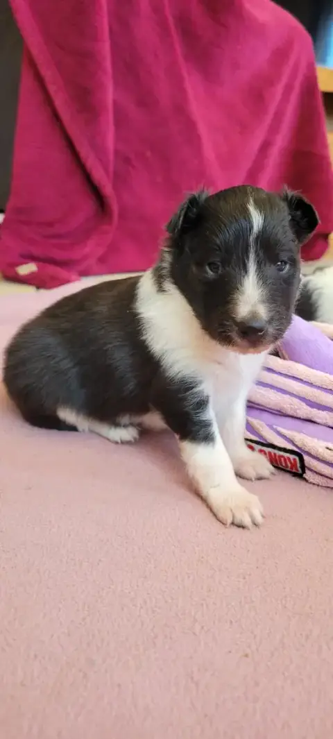 Shetland Sheepdog  B.... Des Molosses De Timoulys photo 2