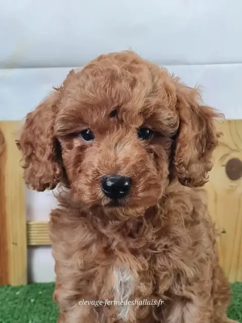 Caniche  Balkan Du Mont De La Chenaie