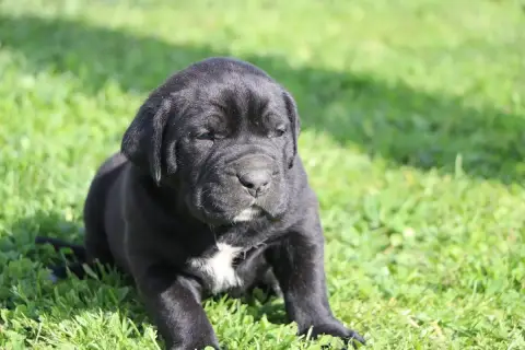 Cane Corso  Femelle 1 Noire Du Royaume De Pandess