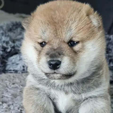 Shiba  Bella De British And Us