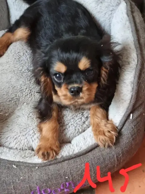 Cavalier King Charles Spaniel  Azzaro Des Marais De B e6999