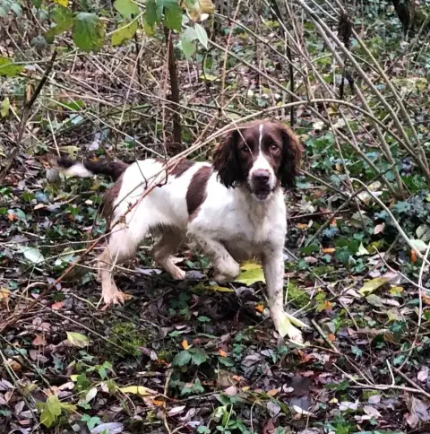 English Springer Spaniel  B.................... Des E cf0af photo 2
