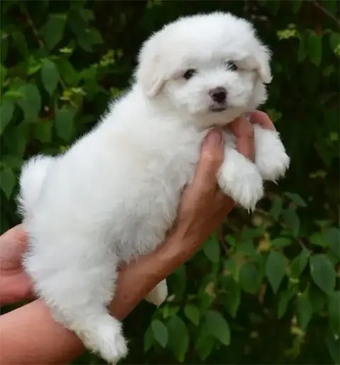 Coton De Tulear  Chiot N°2 De Dame Nature photo 2