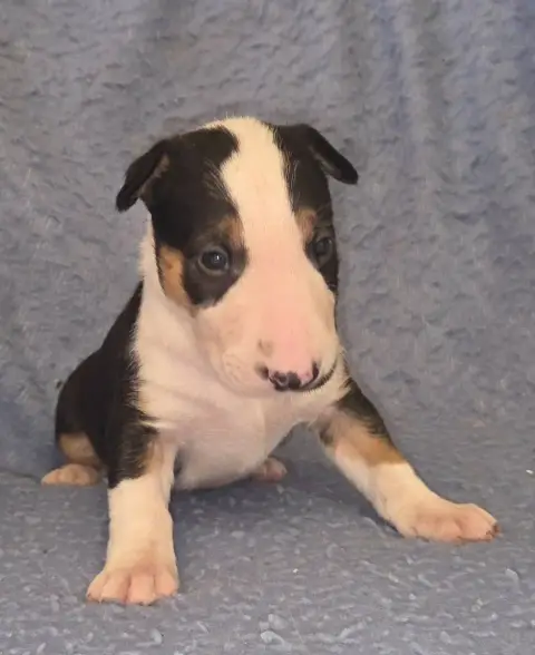 Bull Terrier  Chiot 4 By The Wall
